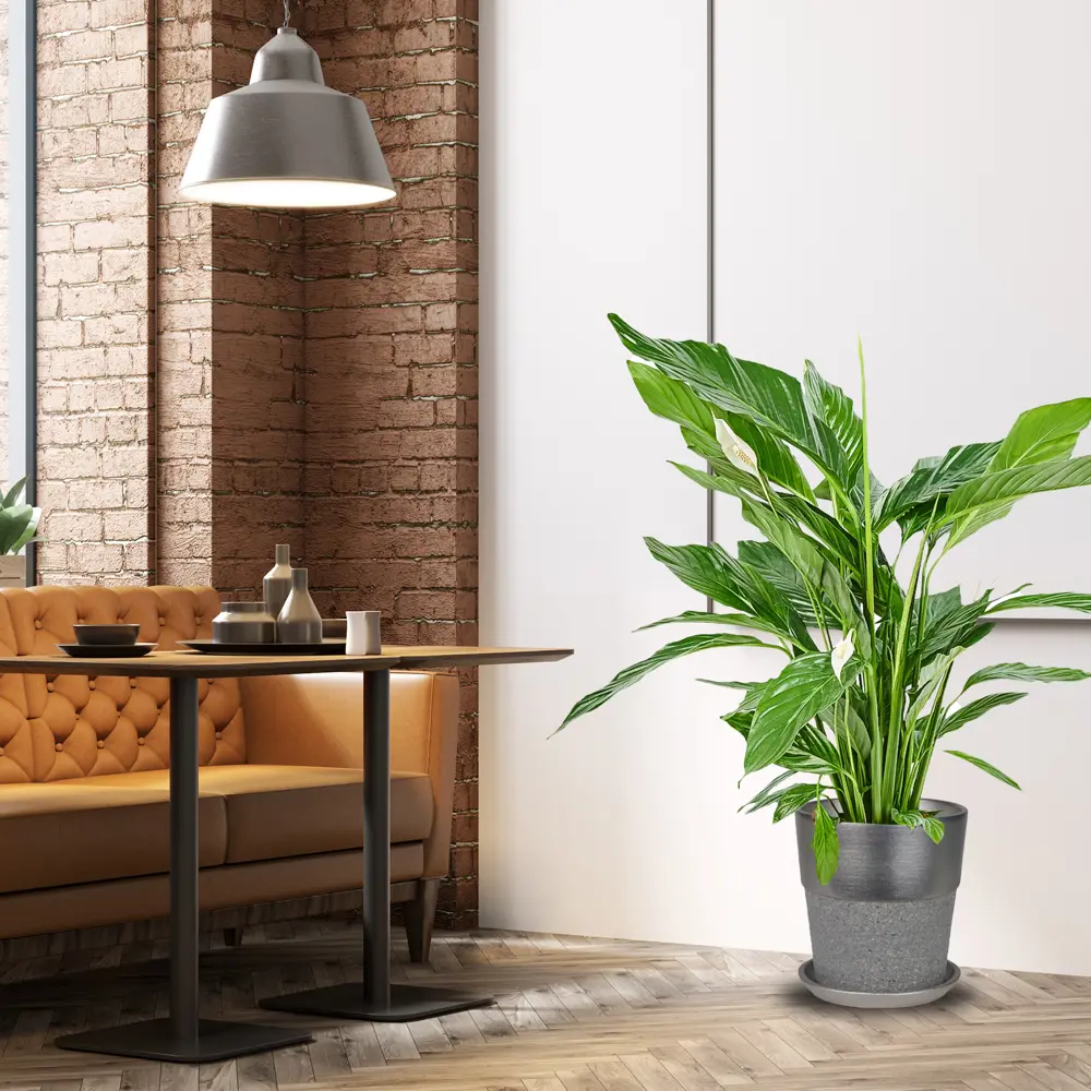 Фото 4 Спатифиллум Свит Лауретта D19 H70-90 см Фото 4 Спатифиллум Свит Лауретта D19 H70-90 см