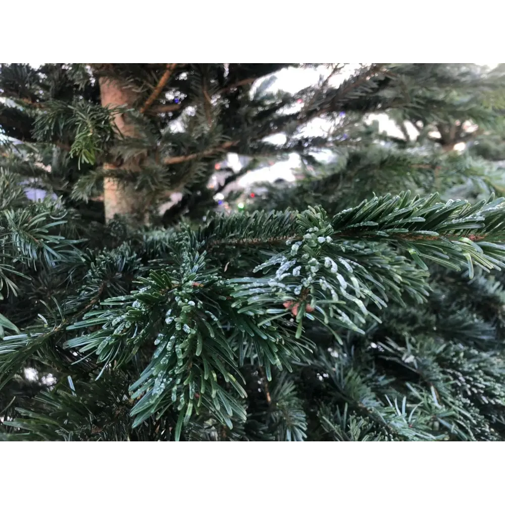 Фото 4 Пихта Нордмана срезанная 80-100 см