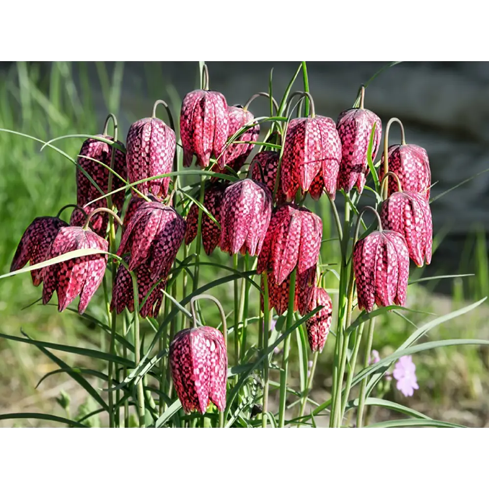 Фото Рябчик Шахматный луковица 5/, 15 шт. Фото Рябчик Шахматный луковица 5/, 15 шт.