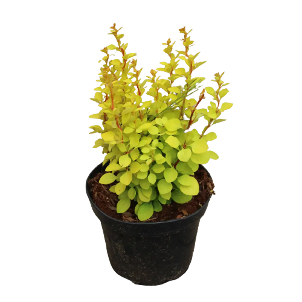 Фото Барбарис тунберга Мария ø18 h50 см