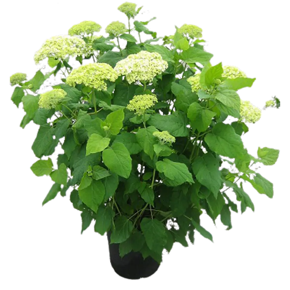 Фото Гортензия древовидная Аннабель ø18 h40 см Фото Гортензия древовидная Аннабель ø18 h40 см