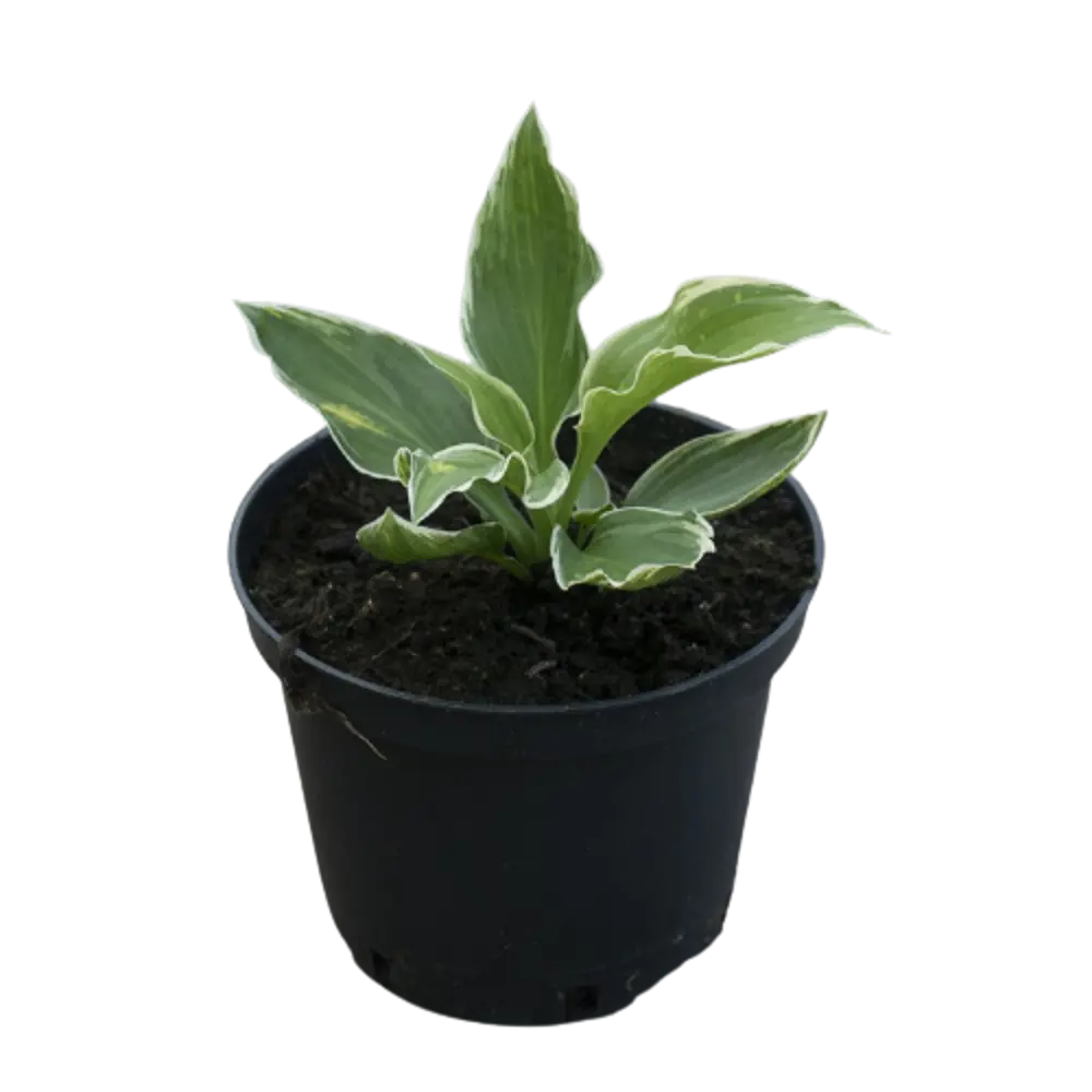 Фото Хоста ундулата Альбомаргината ø9 h30 см