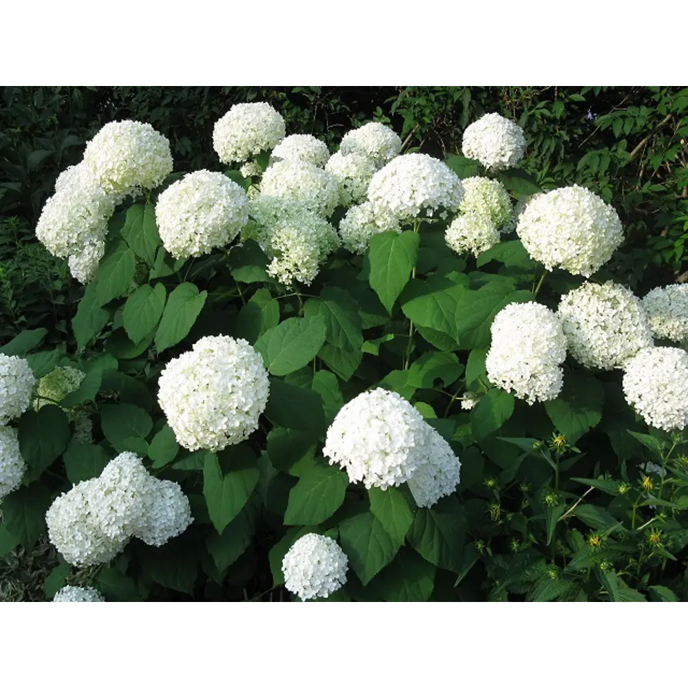 Фото Гортензия древовидная Аннабель ø9 h30 см