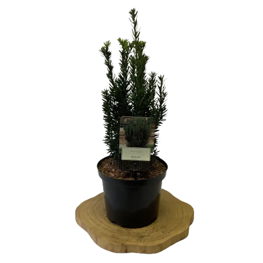 Фото Тис Хилла ø17 h30 см