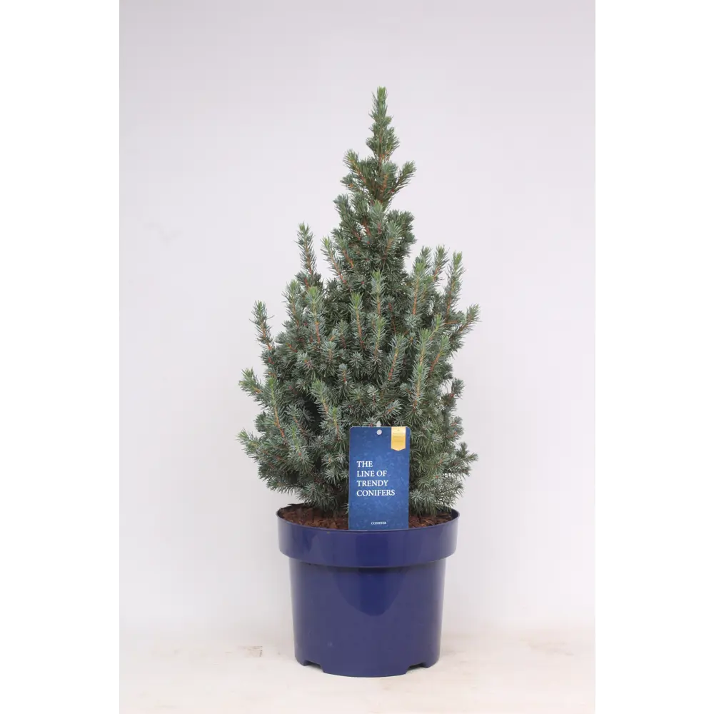 Фото Ель колючая Сандерс Блю ø17 h45 см