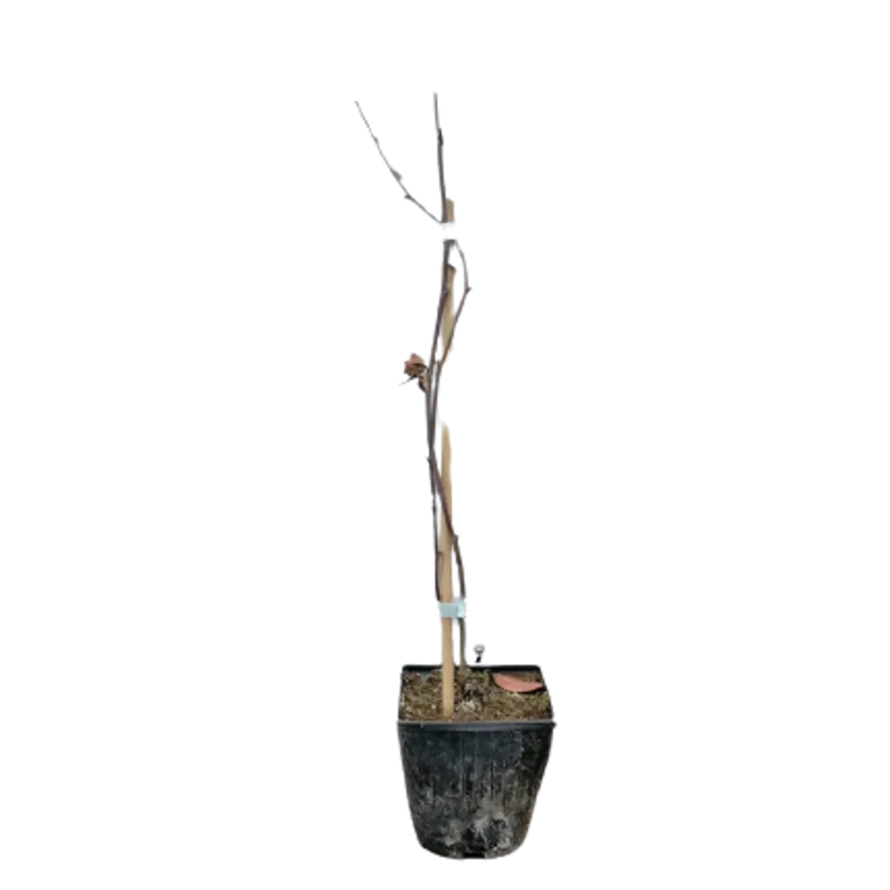 Фото Ежемалина Бойсберри ø12 h50 - 60 см