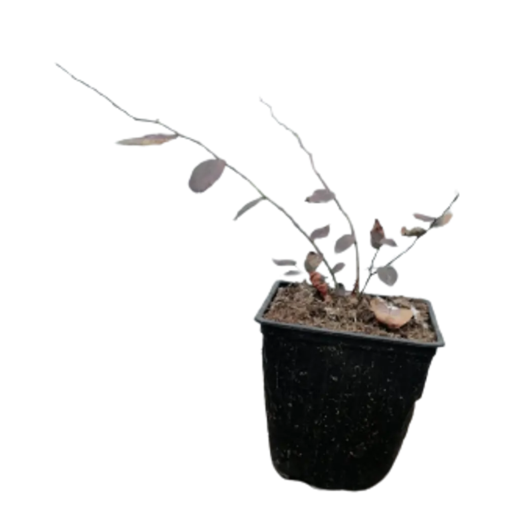 Фото Голубика Легаси ø12 h50 - 60 см Фото Голубика Легаси ø12 h50 - 60 см