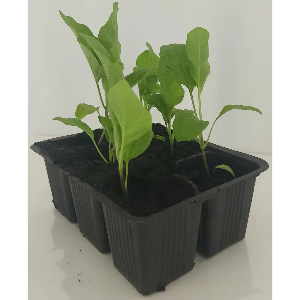 Фото 2 Баклажан микс h15 см 6 шт.