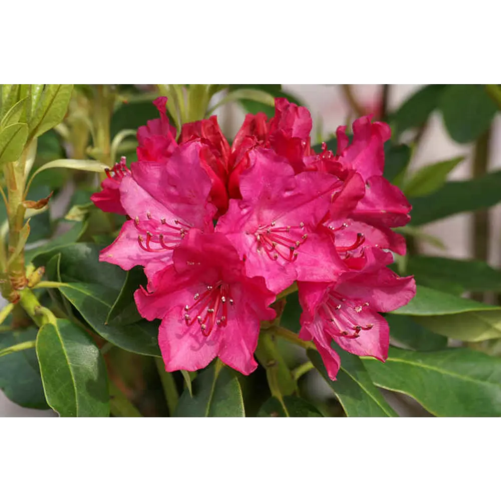 Фото Рододендрон Рената ø9 h15 см Цветочный альянс