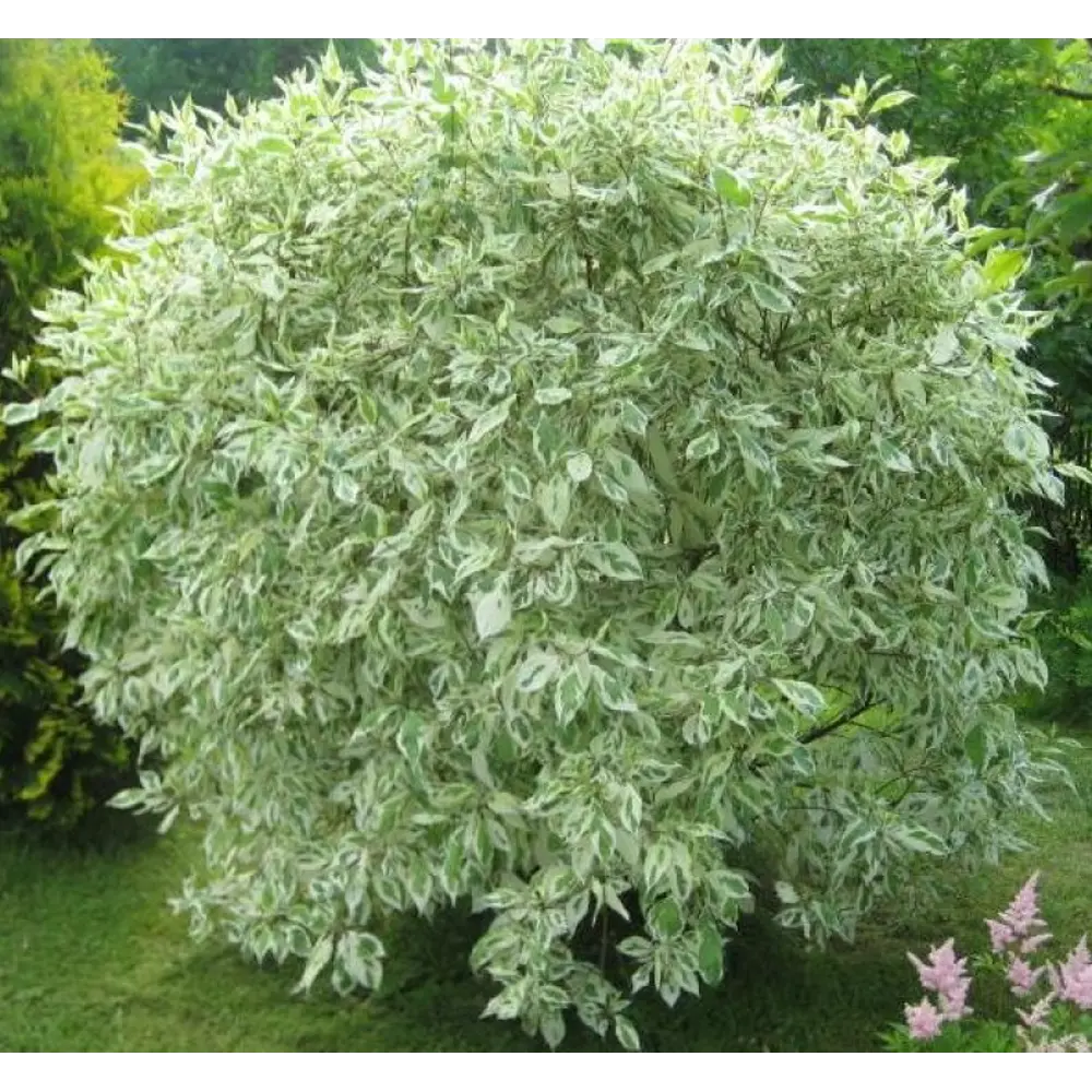 Фото 2 Дерен белый Элегантиссима h90 см Фото 2 Дерен белый Элегантиссима h90 см