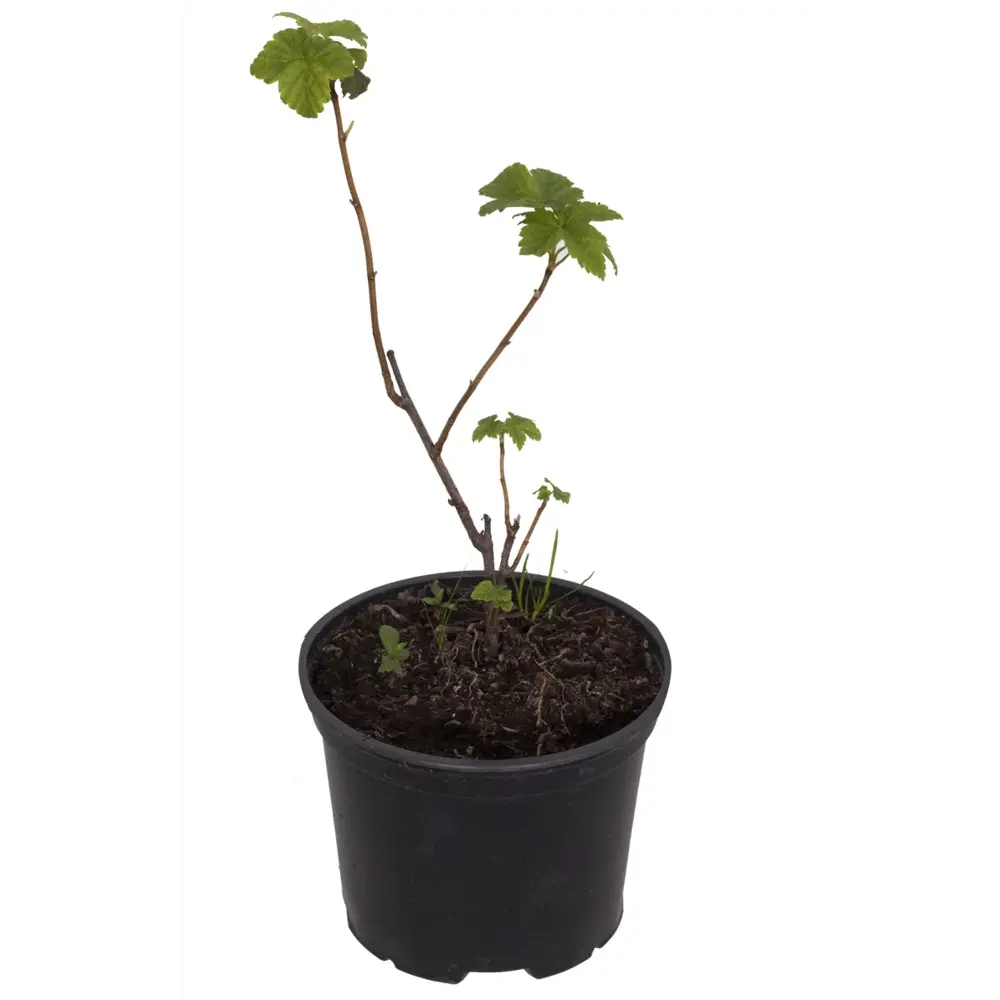 Фото 2 Смородина альпийская h45 см