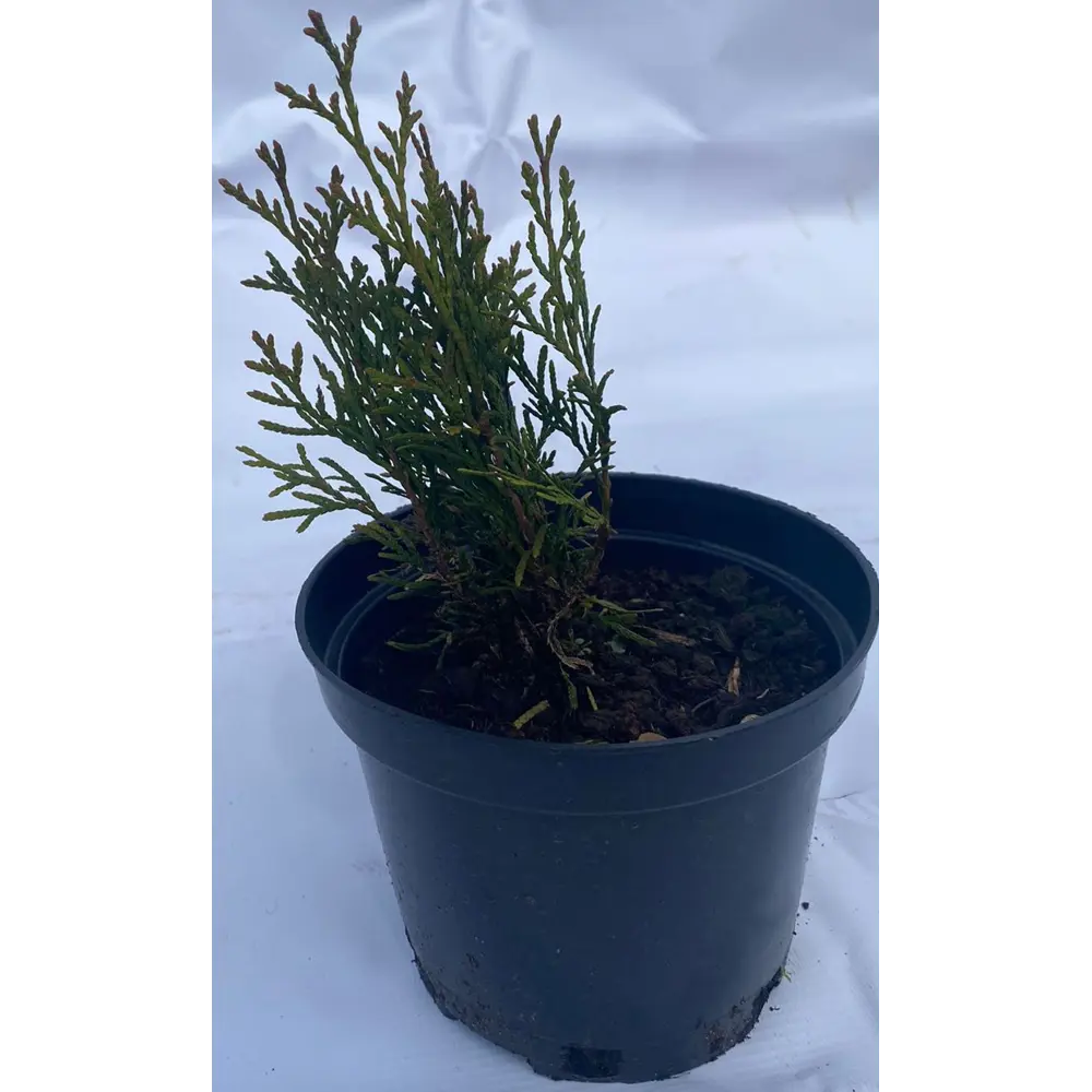 Фото Туя западная Смарагд h30 см Фото Туя западная Смарагд h30 см