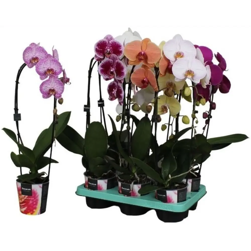 Фото 2 Орхидея Фаленопсис каскад ø12 h55 см Центр букетов