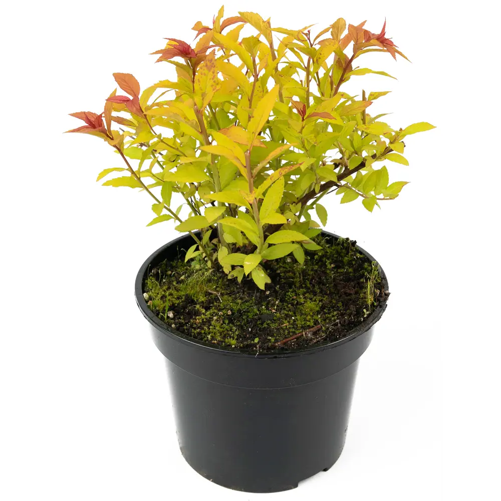 Фото Спирея японская Goldflame 35-55 см