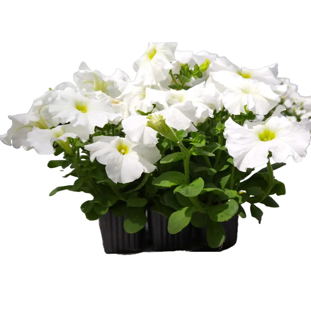 Фото Петуния Грандифлора 20 см 6 шт. Фото Петуния Грандифлора 20 см 6 шт.