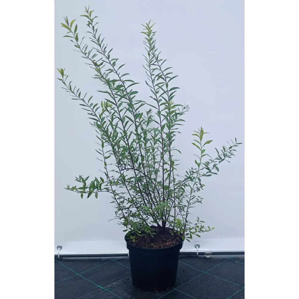 Фото Спирея Грейфшейм ø19 см h40-60 см