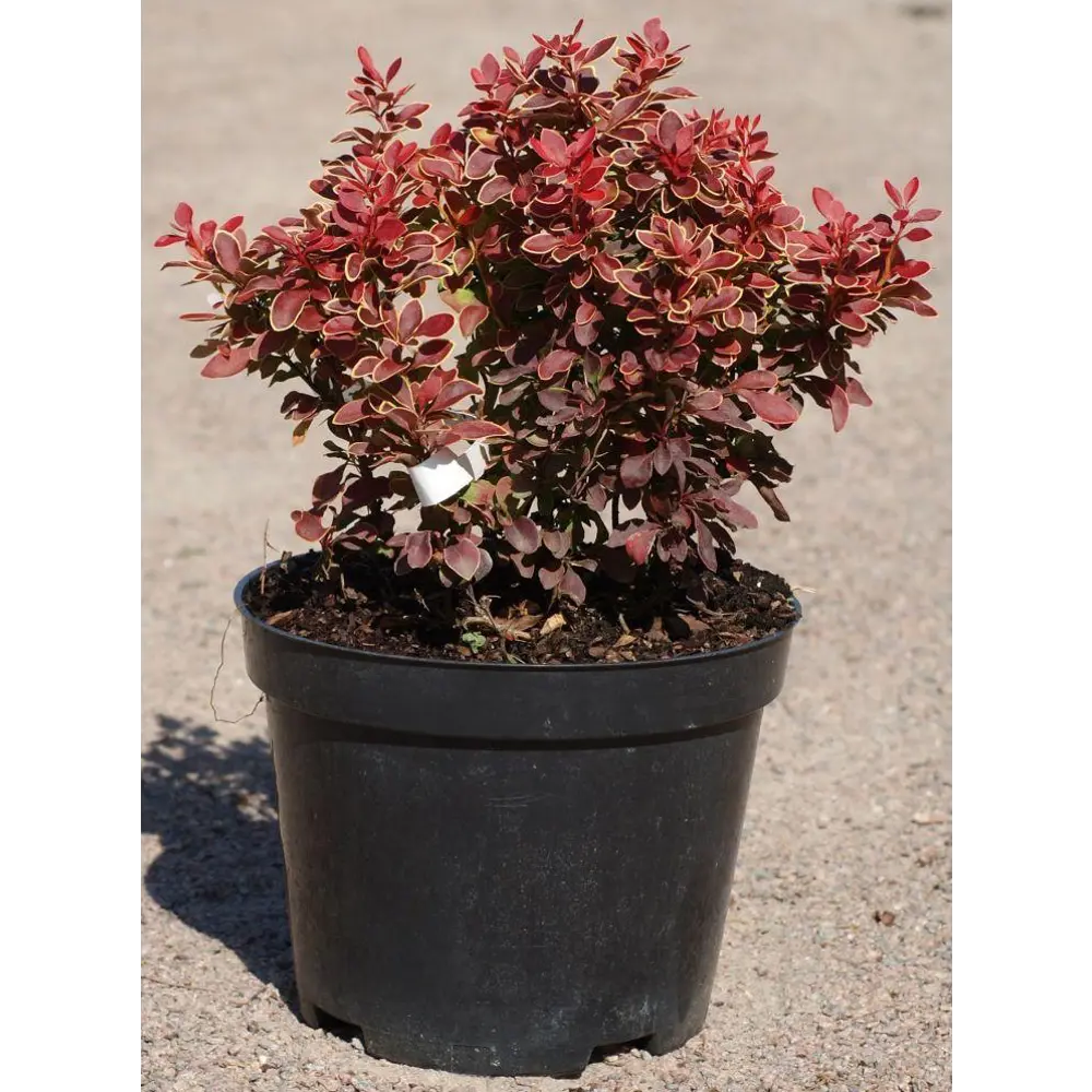 Фото Барбарис Тунберга ø15 см h15 см