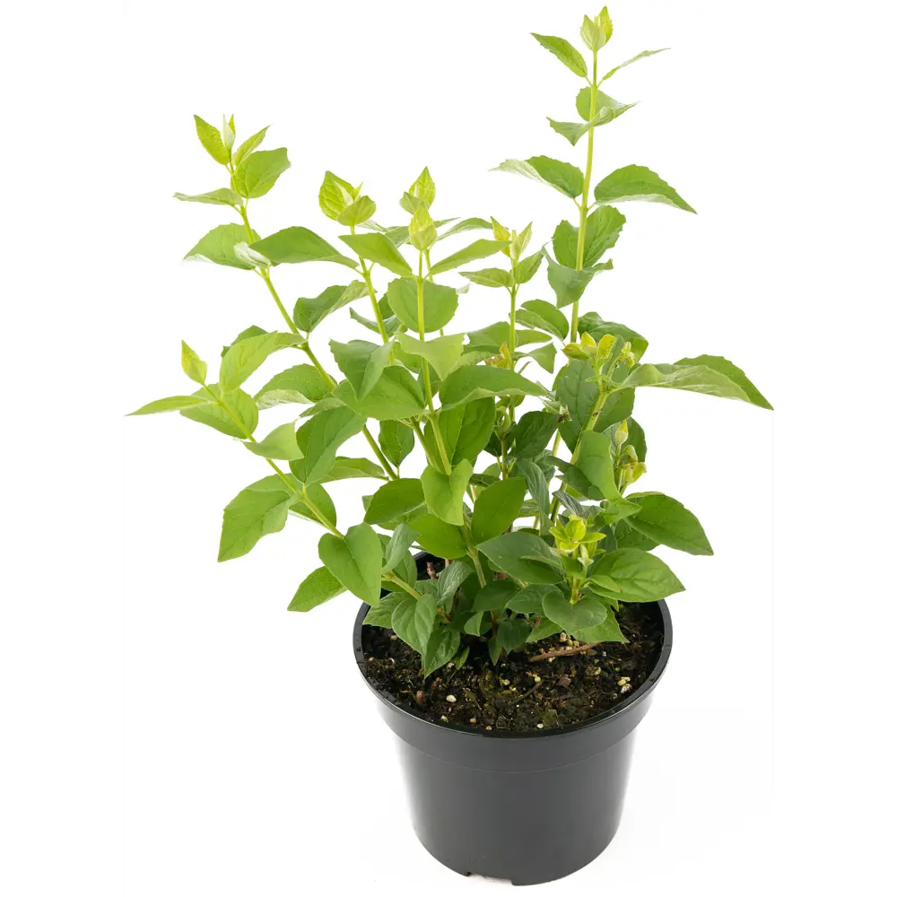 Фото 3 Чубушник венечный h35-55 см