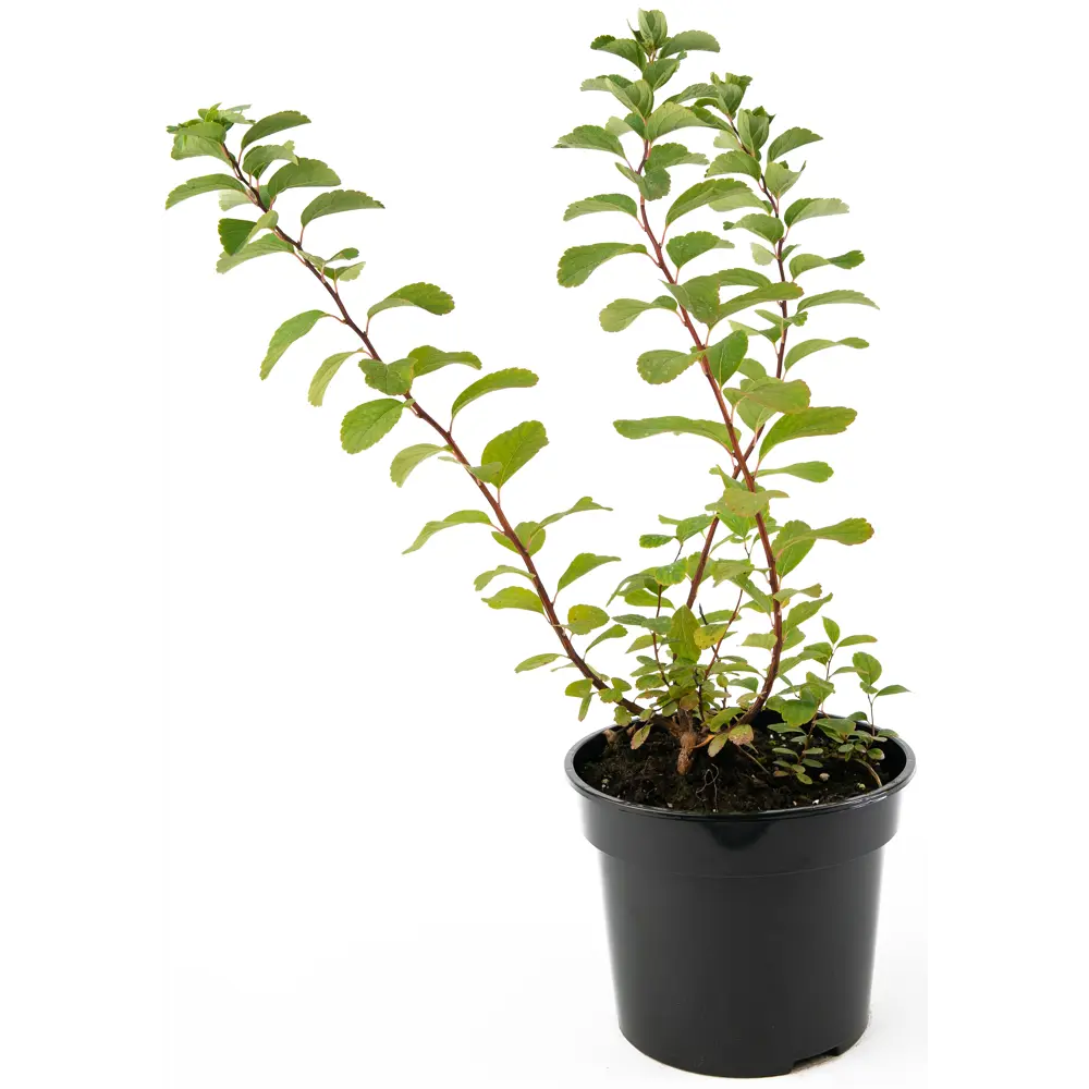 Фото Спирея березолистная ø19 h45-65 см