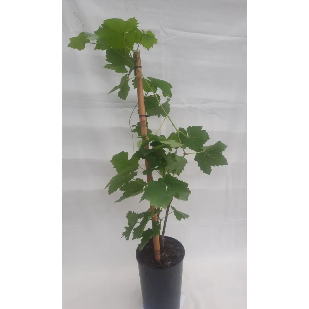 Фото Виноград Химрод h30 - 40 см