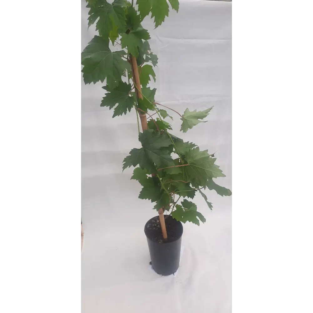 Фото Виноград Ливадийский h30 - 40 см Фото Виноград Ливадийский h30 - 40 см