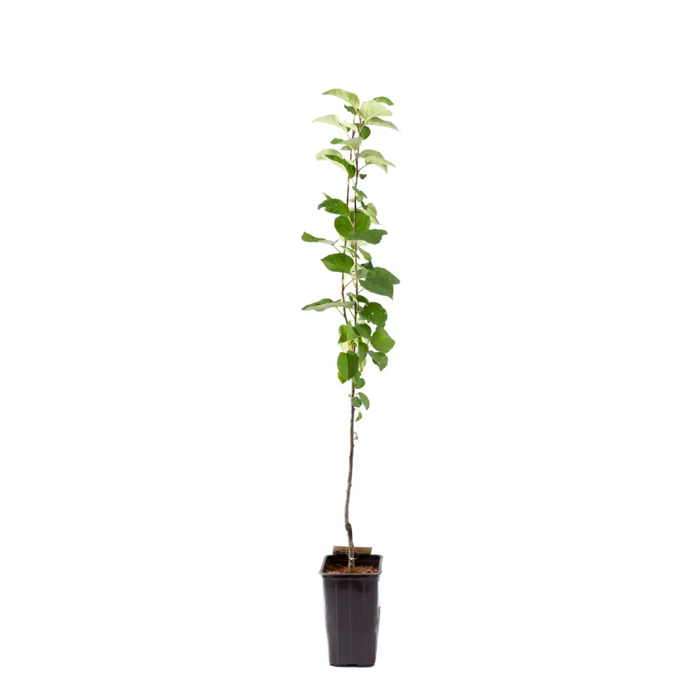 Фото 2 Яблоня Рождественское h135 см