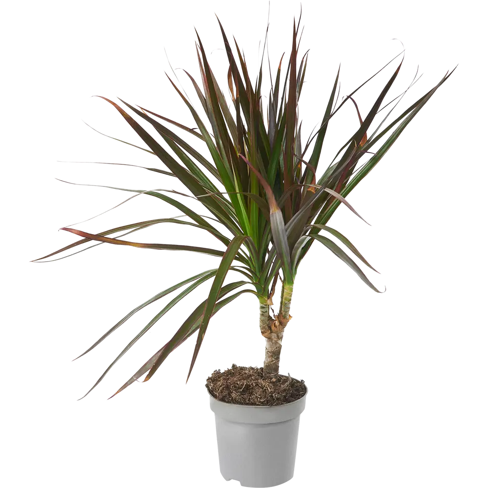 Фото 2 Драцена Маргината Грин ø12 h35-45 см