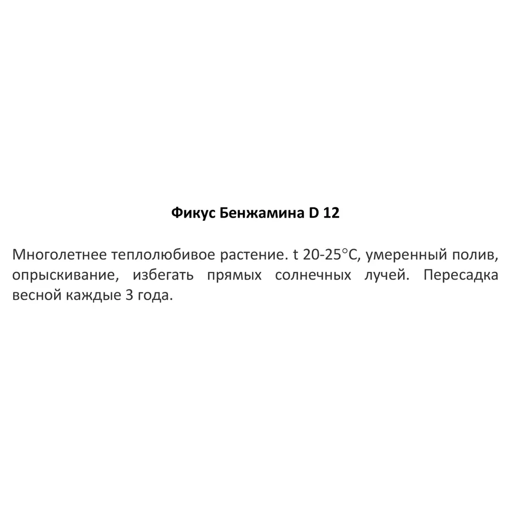 Фото 4 Фикус бенджамина ø12 h25 см Фото 4 Фикус бенджамина ø12 h25 см