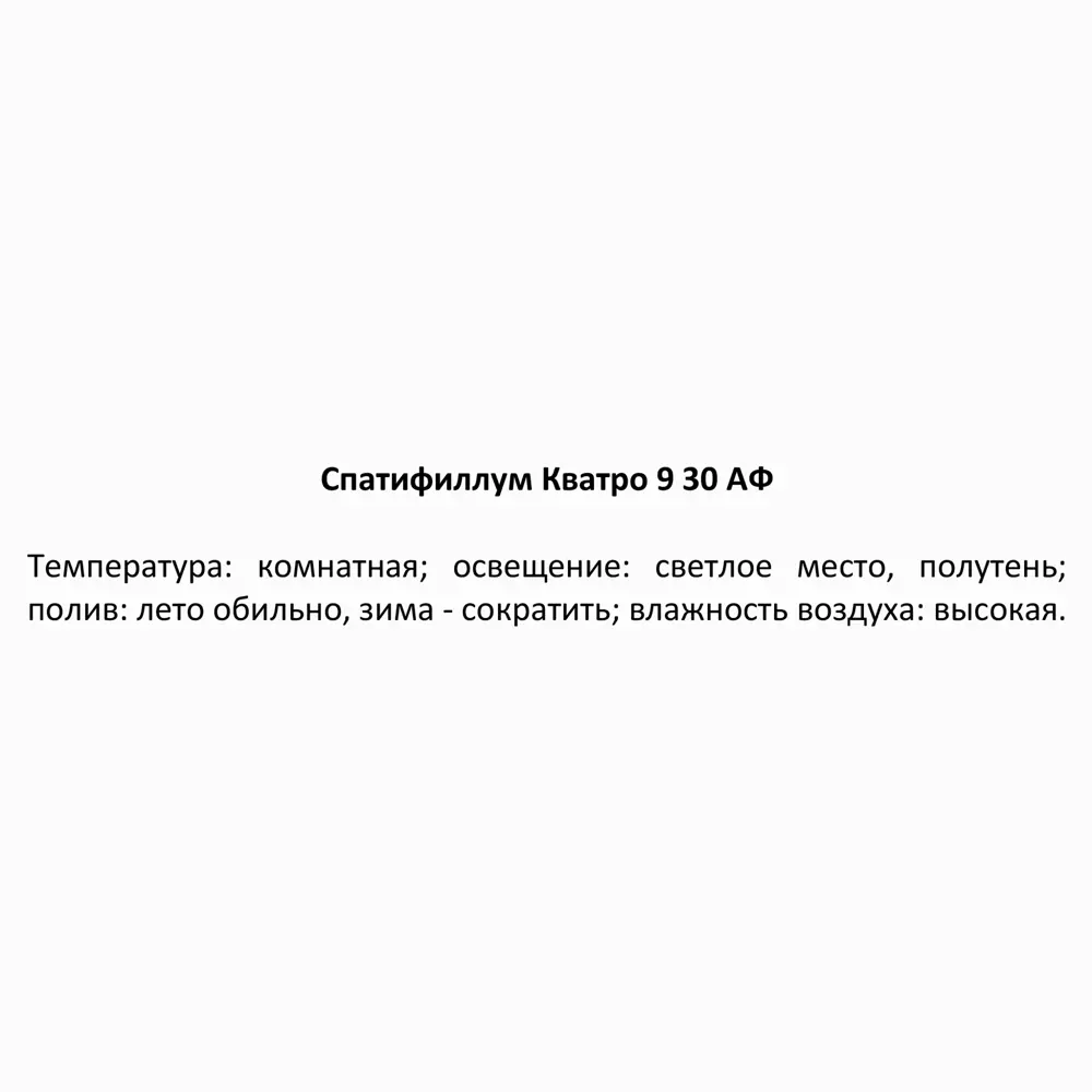 Фото 4 Спатифиллум Кватро ø9 h30 см