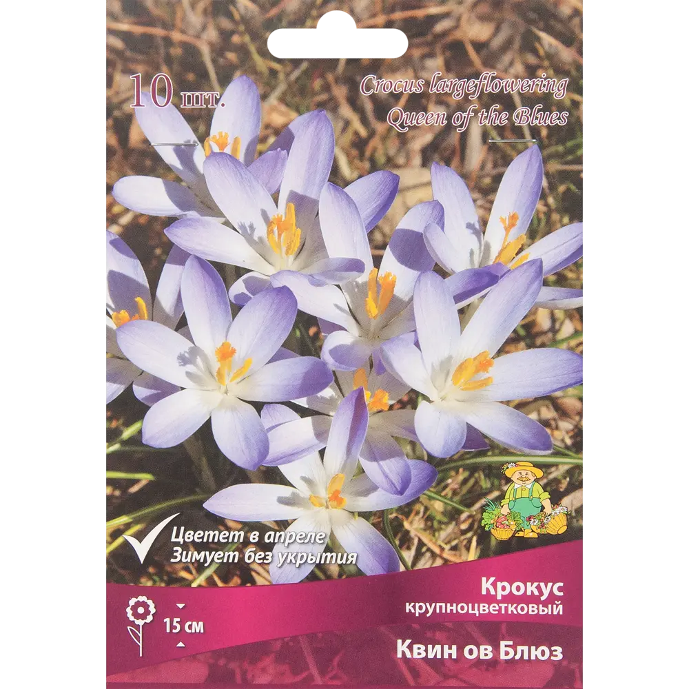 Фото Крокус крупноцветковый Квин Ов Блюз, 10 шт
