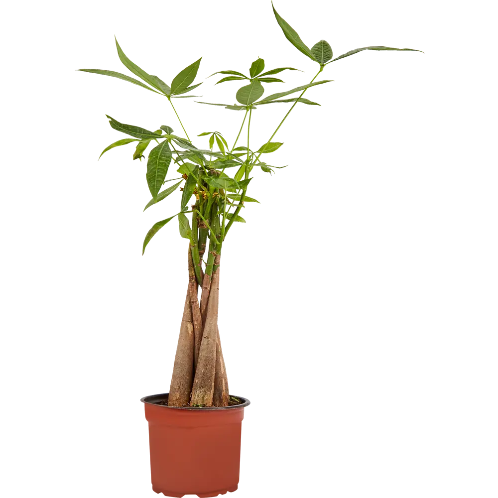 Фото Пахира ø12 h45 см Фото Пахира ø12 h45 см