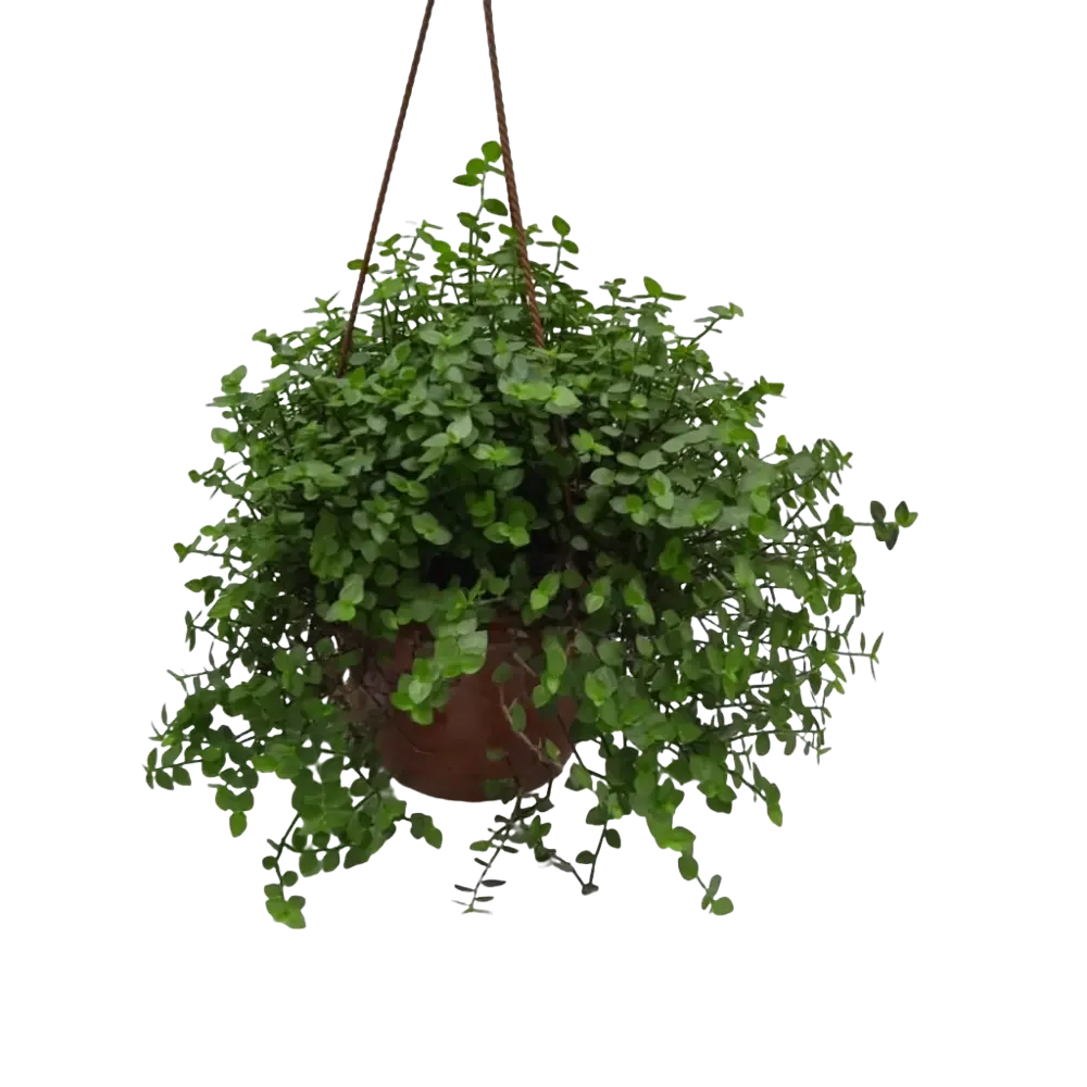 Фото Каллизия ползучая ø16 h20 см