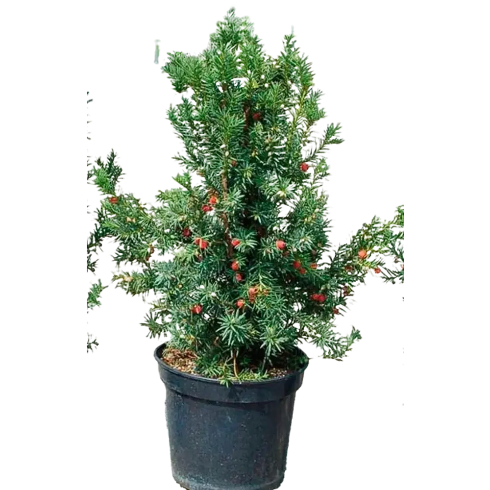 Фото Тис Баката ø30 h40-70 см