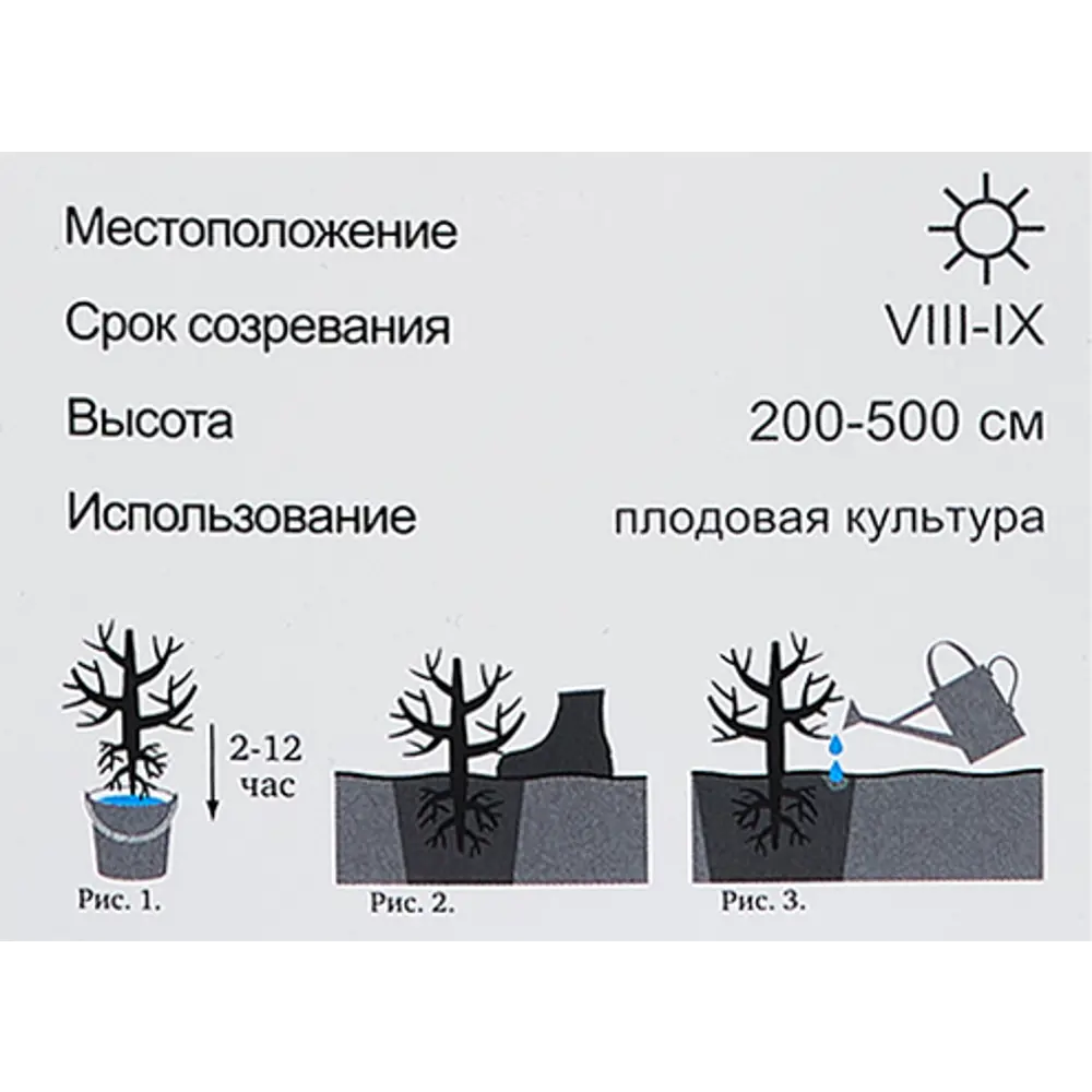 Фото 5 Облепиха Иня h40 см Фото 5 Облепиха Иня h40 см