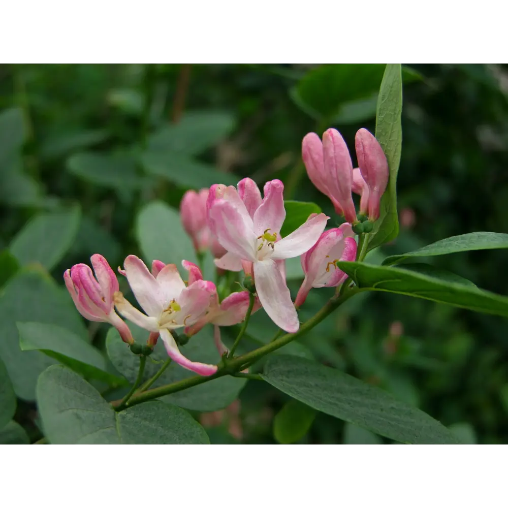Фото Жимолость татарская туба h30 см