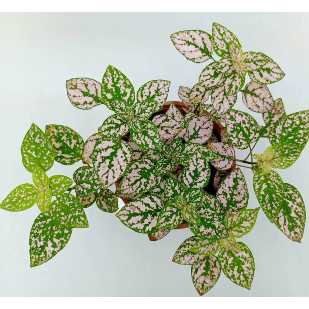 Фото Гипоэстес ø12 h20 см