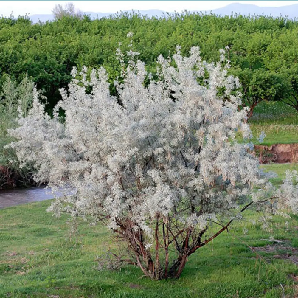 Фото Лох серебристый, С2, высота 90