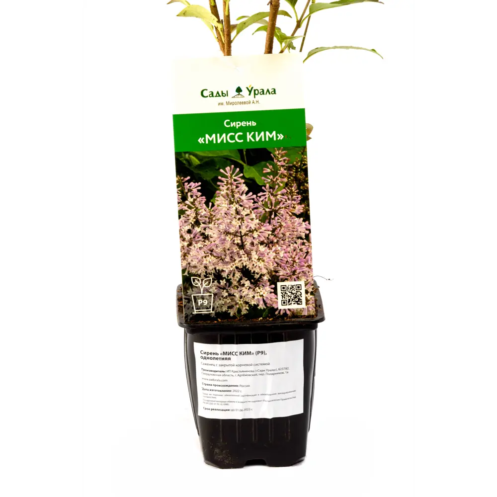 Фото 3 Сирень Мисс Ким ø9 см h40 см