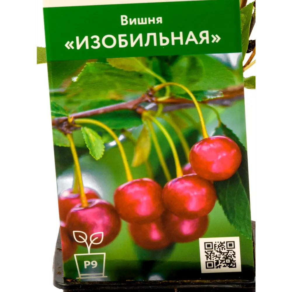 Фото Вишня Изобильная h45 см