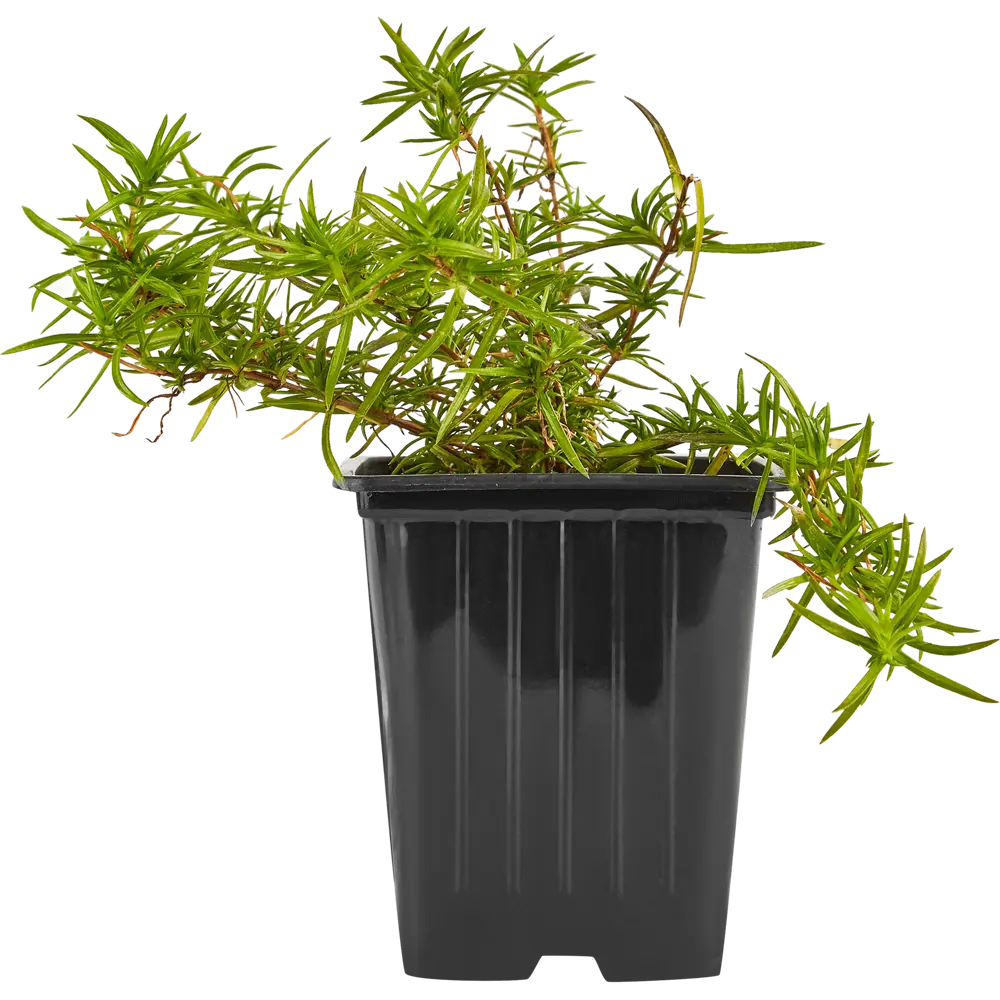 Фото Флокс шиловидный 15 см