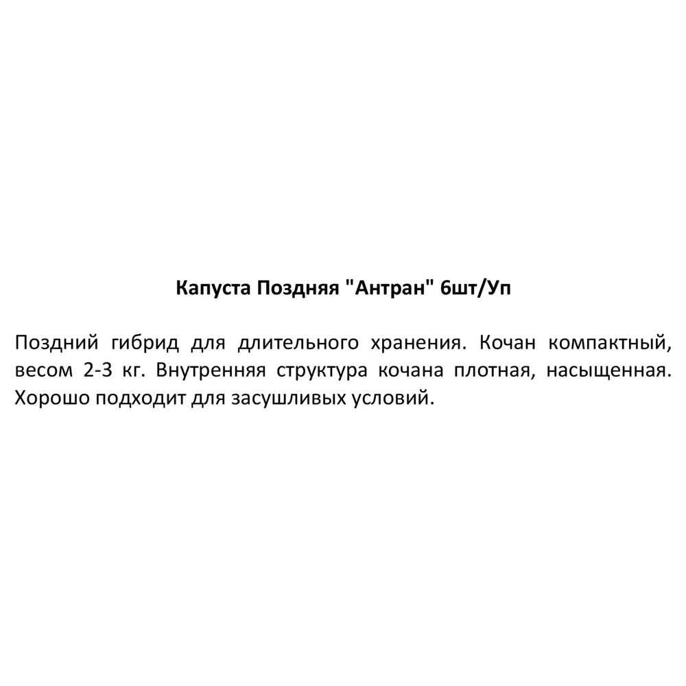 Фото 3 Капуста поздняя 6 шт.