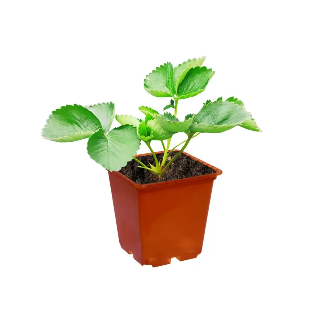 Фото Земляника ø15 h15 см Фото Земляника ø15 h15 см