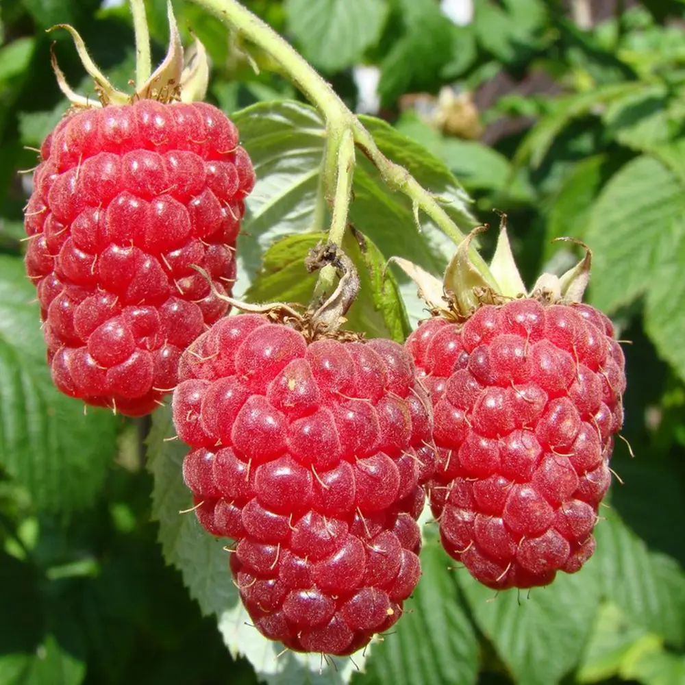 Фото Малина Рубиновое ожерелье ø15 h40 см