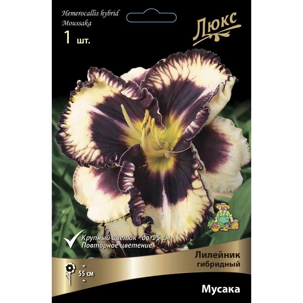 Фото Лилейник гибридный Мусака,