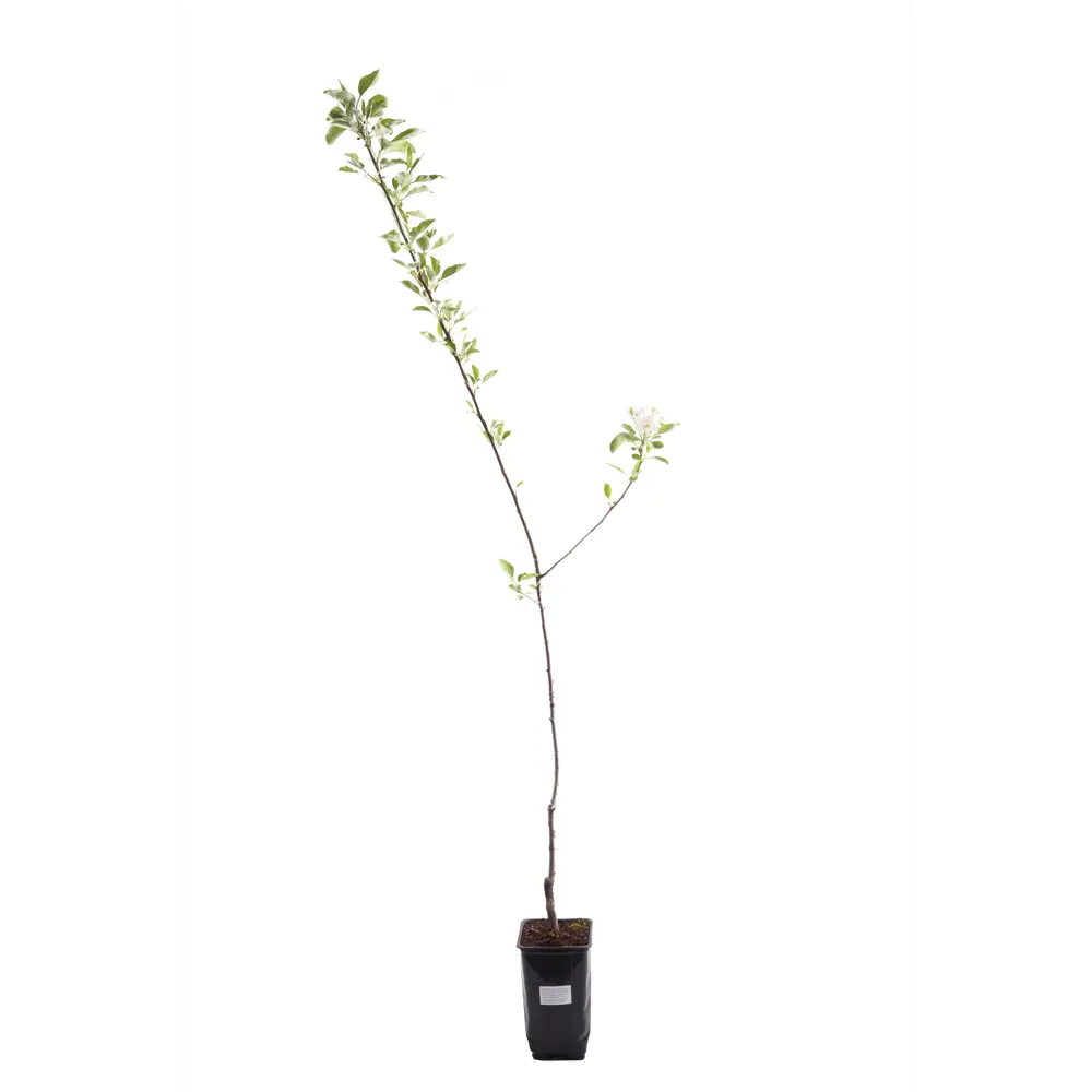 Фото 3 Яблоня Персиянка ø16 h135 см