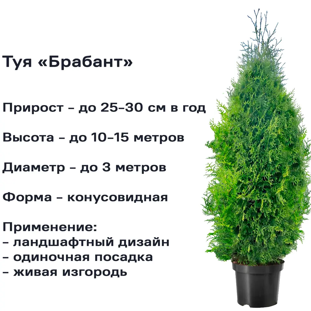 Фото 2 Туя Брабант c3 h40 см Фото 2 Туя Брабант c3 h40 см