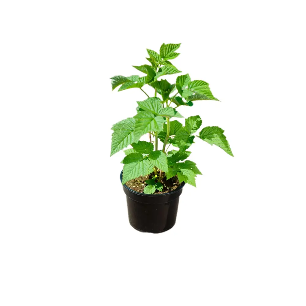 Фото Малина Бальзам h30 - 50 см