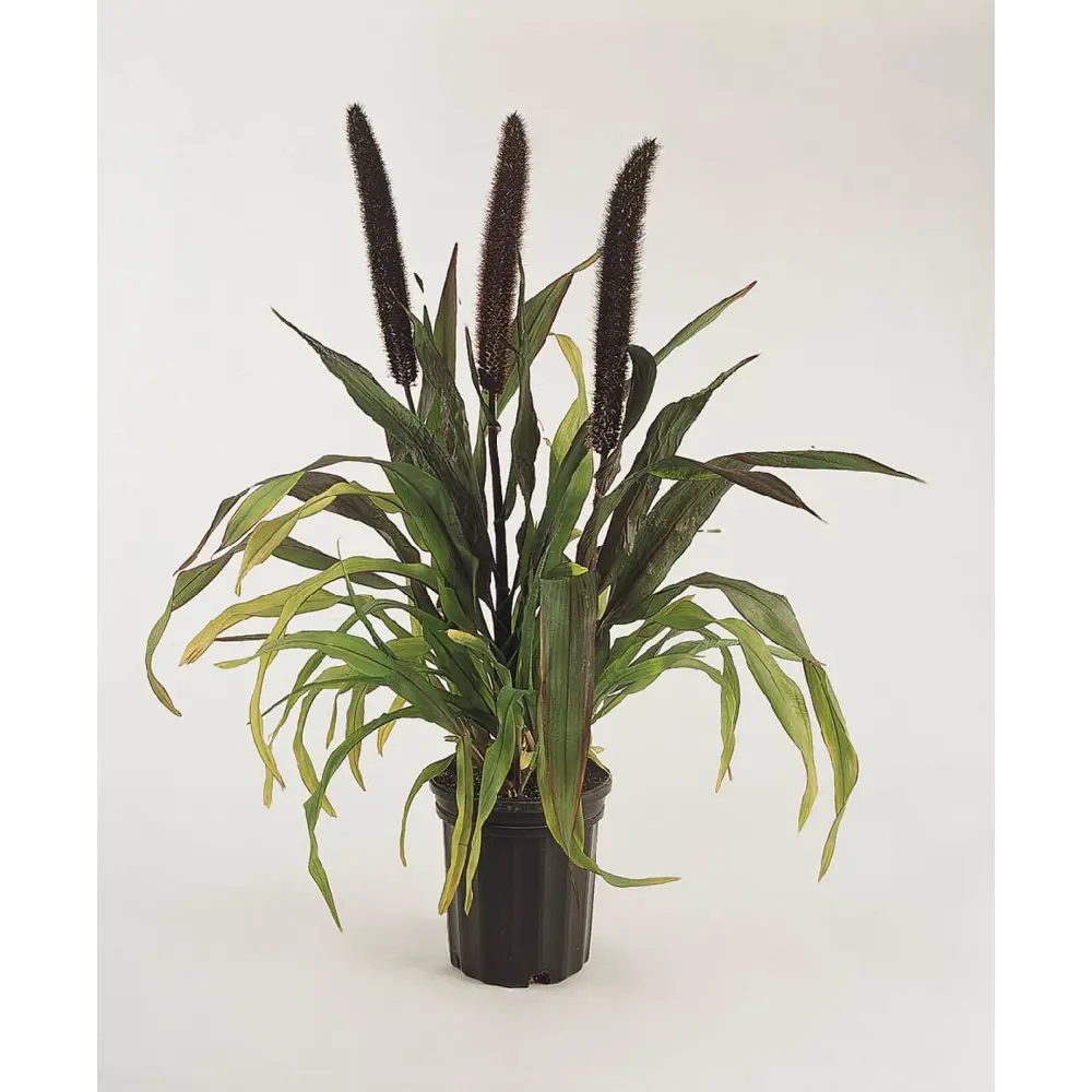 Фото Пеннисетум Пурпл Барон h20 - 30 см Фото Пеннисетум Пурпл Барон h20 - 30 см