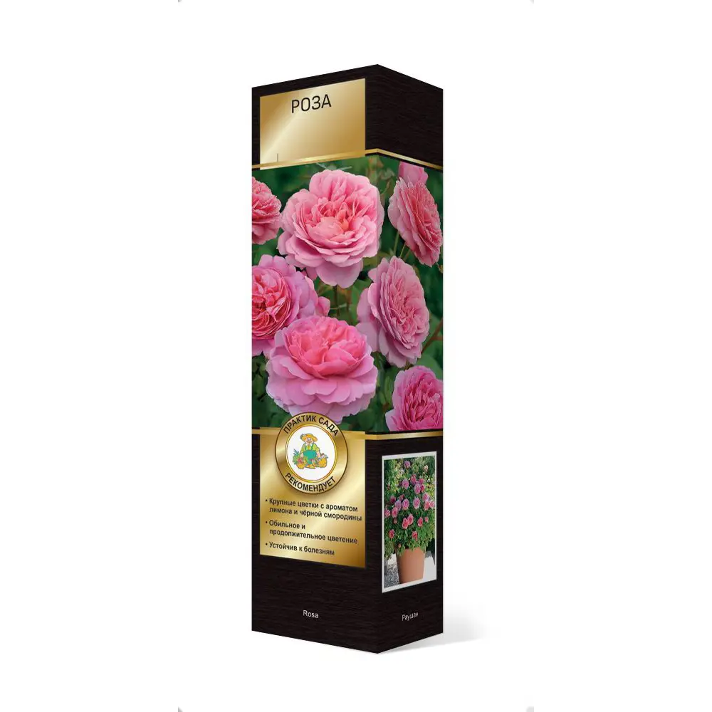 Фото Роза парковая Пинк Глоу ø5 h35 см