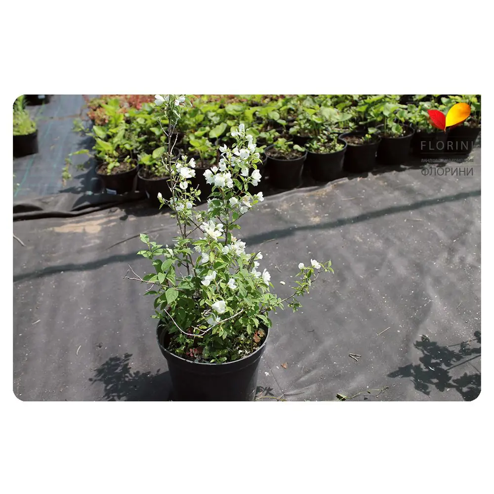 Фото Чубушник ø21 h20 - 40 см